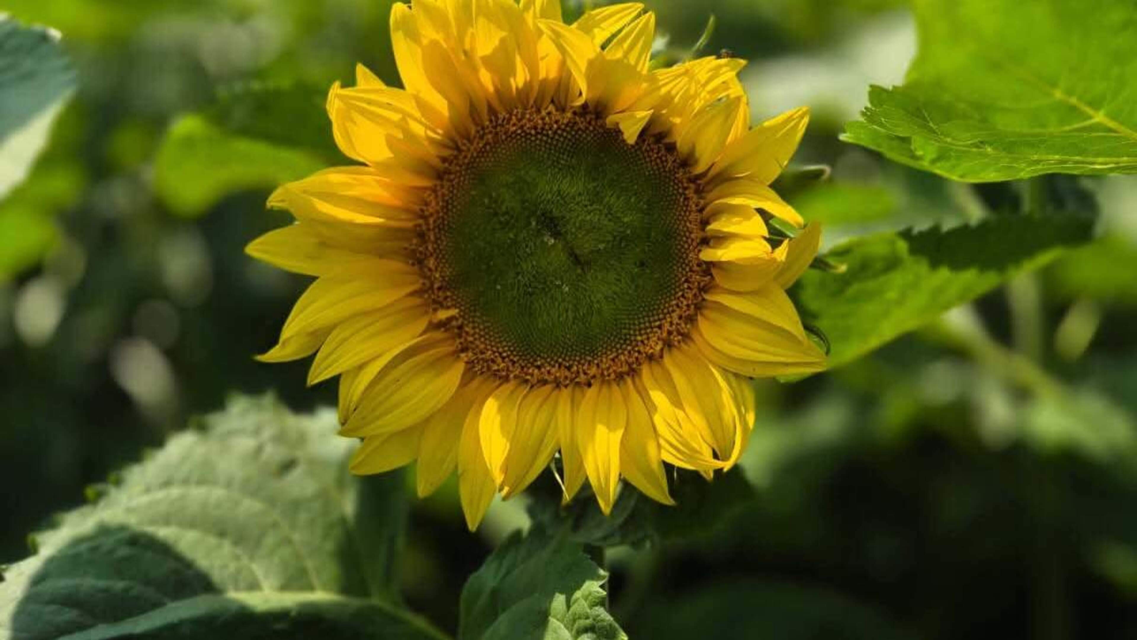 Wexford family’s sunflower field to bloom in support of two cancer charities